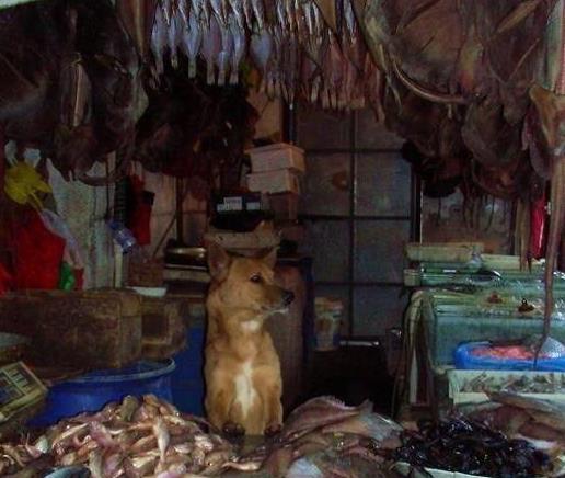 魚販老闆某天順手收養這隻「快餓死的流浪狗」，沒想到從此之後店內生意「一發不可收拾」...