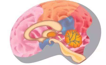 腦不萎縮，80不癡呆、竟然這麼簡單……為了家人健康，趕緊看看！