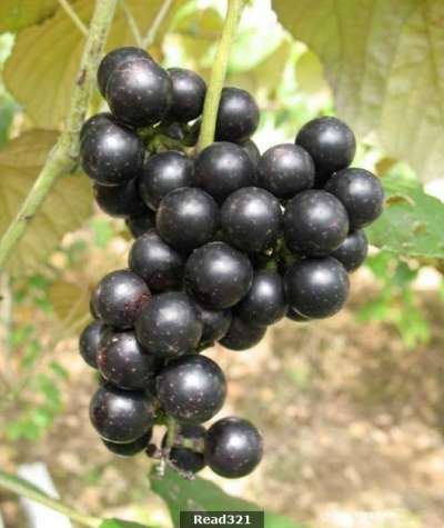 農村山坡上的野葡萄，竟有治慢性腎炎、中耳炎的功效！