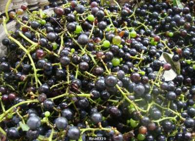 農村山坡上的野葡萄，竟有治慢性腎炎、中耳炎的功效！