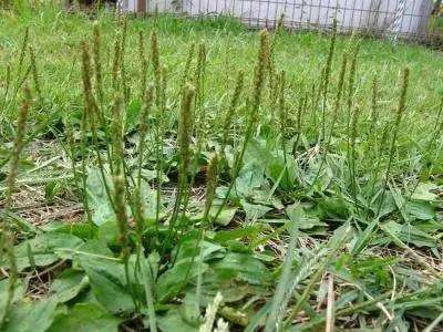 用車前草泡水喝，兩個月後身體有了很好變化