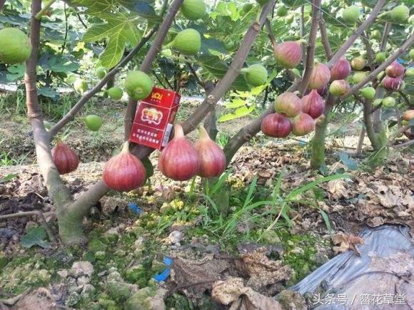 這種果子是「抗癌高手」，超市買幾百塊錢一斤，在陽台盆栽超簡單！