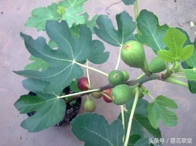 這種果子是「抗癌高手」，超市買幾百塊錢一斤，在陽台盆栽超簡單！