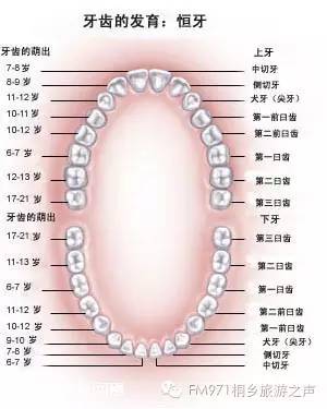 為什麼十個牙醫九個建議你「拔智齒」？看完這個我被嚇到了......尤其是「這類人」要注意了！