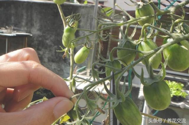 想要在花盆裏種番茄，這幾個小技巧要掌握好就有吃不完的番茄