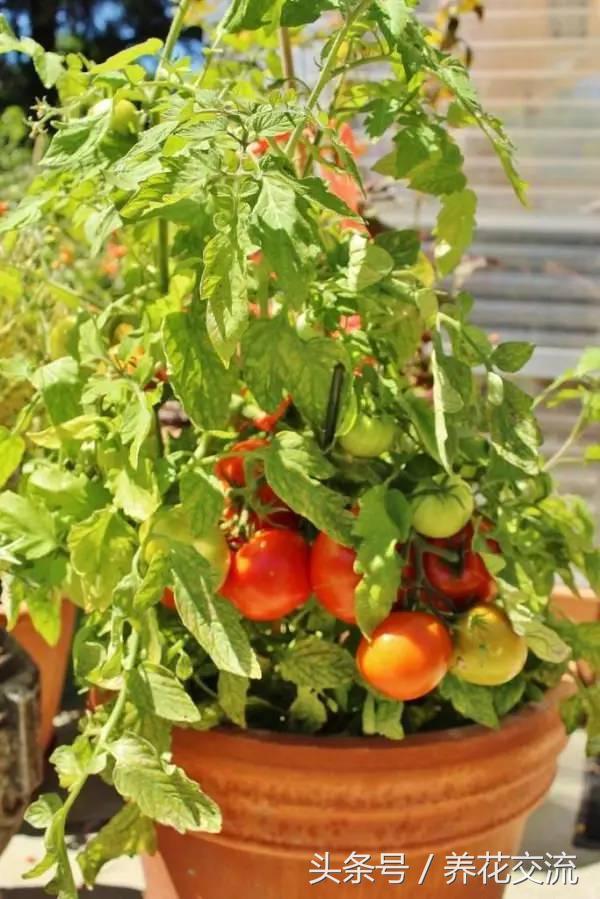 想要在花盆裏種番茄，這幾個小技巧要掌握好就有吃不完的番茄