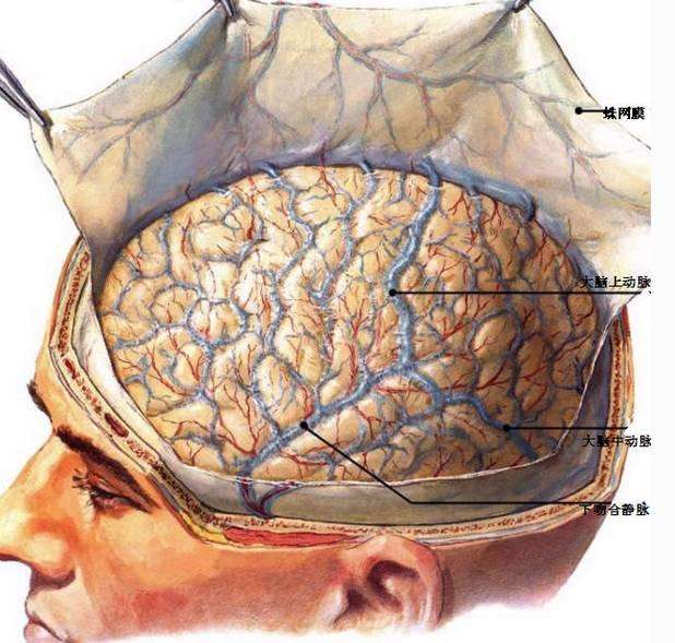 6個信號說明腦血管堵塞了，是腦血栓的前兆，早送醫，能救命！