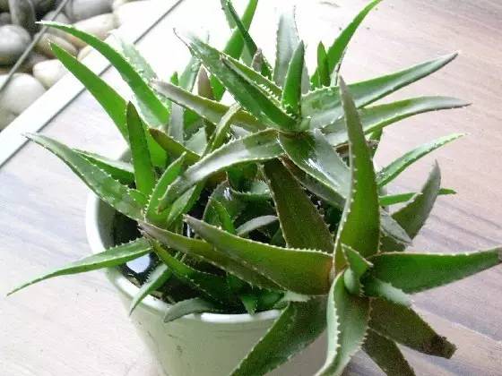 医生不会告诉你的芦荟「13种神奇功用」,快种一盆在家里!保证好用!