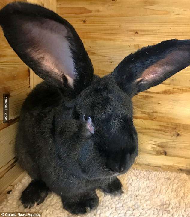 据报导,一只91公分长的世界最大兔子,它坐飞机从伦敦希斯罗机场飞往