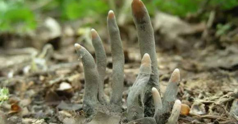 女子在森林中遇见「死人手指」,指头泛黑,又细又长,专吃腐肉.