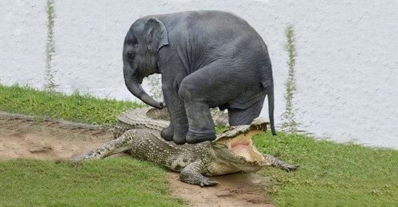 鳄鱼大战大象,没想到下场惨不忍睹!
