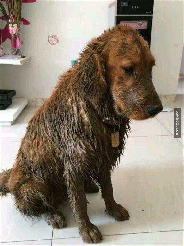 主人看到「狗狗玩得脏兮兮回家」本来打算飙骂,但一听到邻居目击的