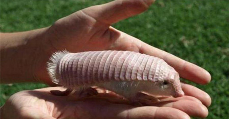 小女孩捡到一只粉红色的「老鼠」,爸爸看到后脸色变绿立马带她去医院!