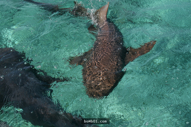 ▼8. 如果鲨鱼消化不良,它会将食物从胃吐到口中,然后再吞回胃里.