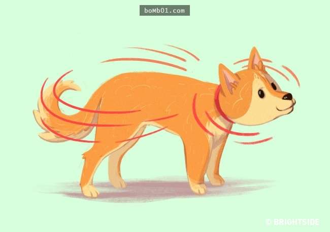 16个能「读出毛小孩心思」的超准动作分析,原来狗狗