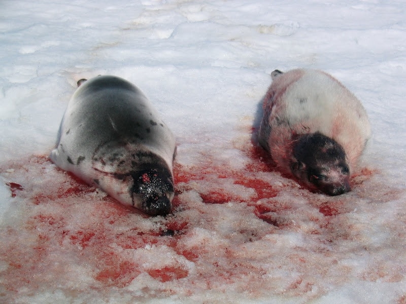 (照片版权:hsi)   猎人直接在在船边将海豹剥皮.(照片版权:hsi/b.