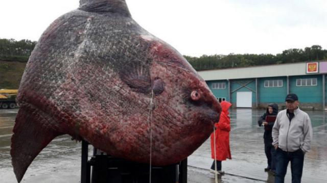巨型莫森氏鱼图片