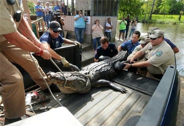 男子枪杀一条鳄鱼被罚款1.
