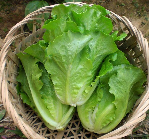 吃生菜,2大好处在等著你,但3个禁忌需要你注意,不懂亏大了!