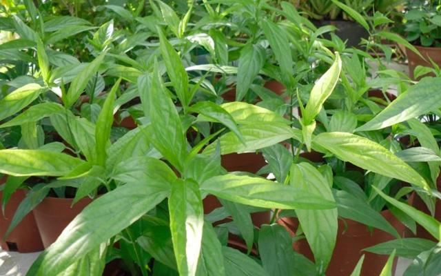 6岁男童全身水肿,生命只剩十多天,竟靠路边两种草药活命