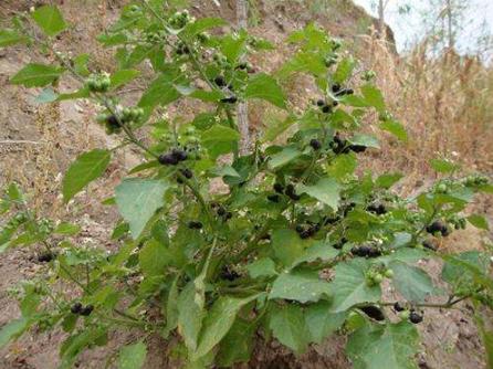 这种「黑果」路边有很多,其实是「解毒之王」,家中