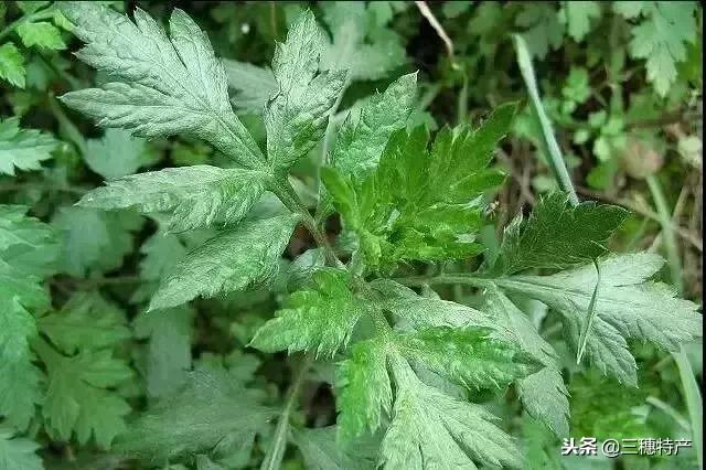 用白蒿做的棉菜粑,好多人都沒吃過,你想試試看嗎?