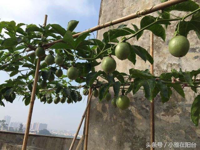 百香果盆栽种植方法图片