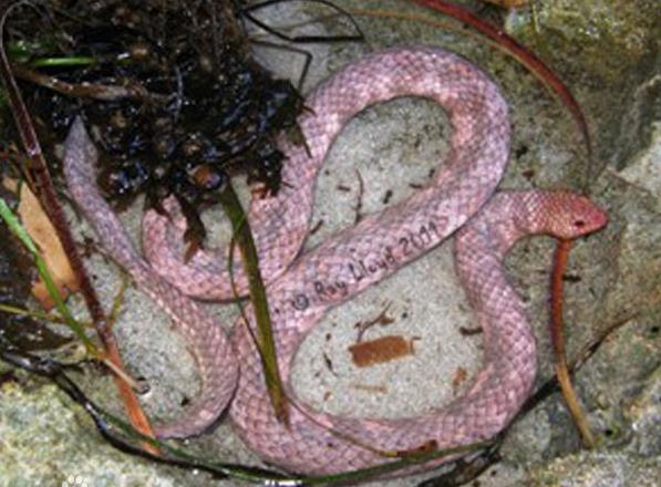 也就是说如今海上仅存的几条叶鳞剑尾