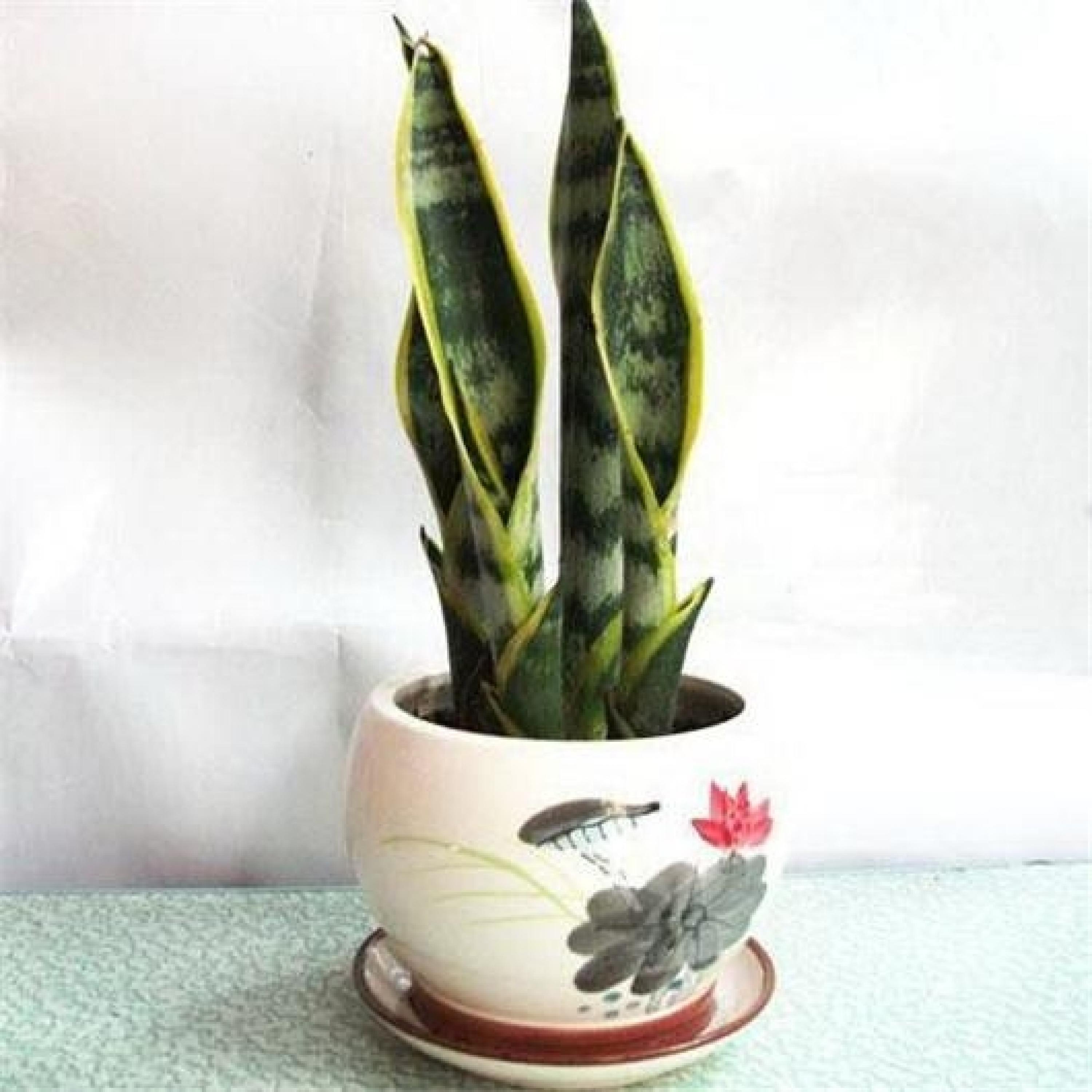 虎皮兰图片(黄金虎皮兰图片)