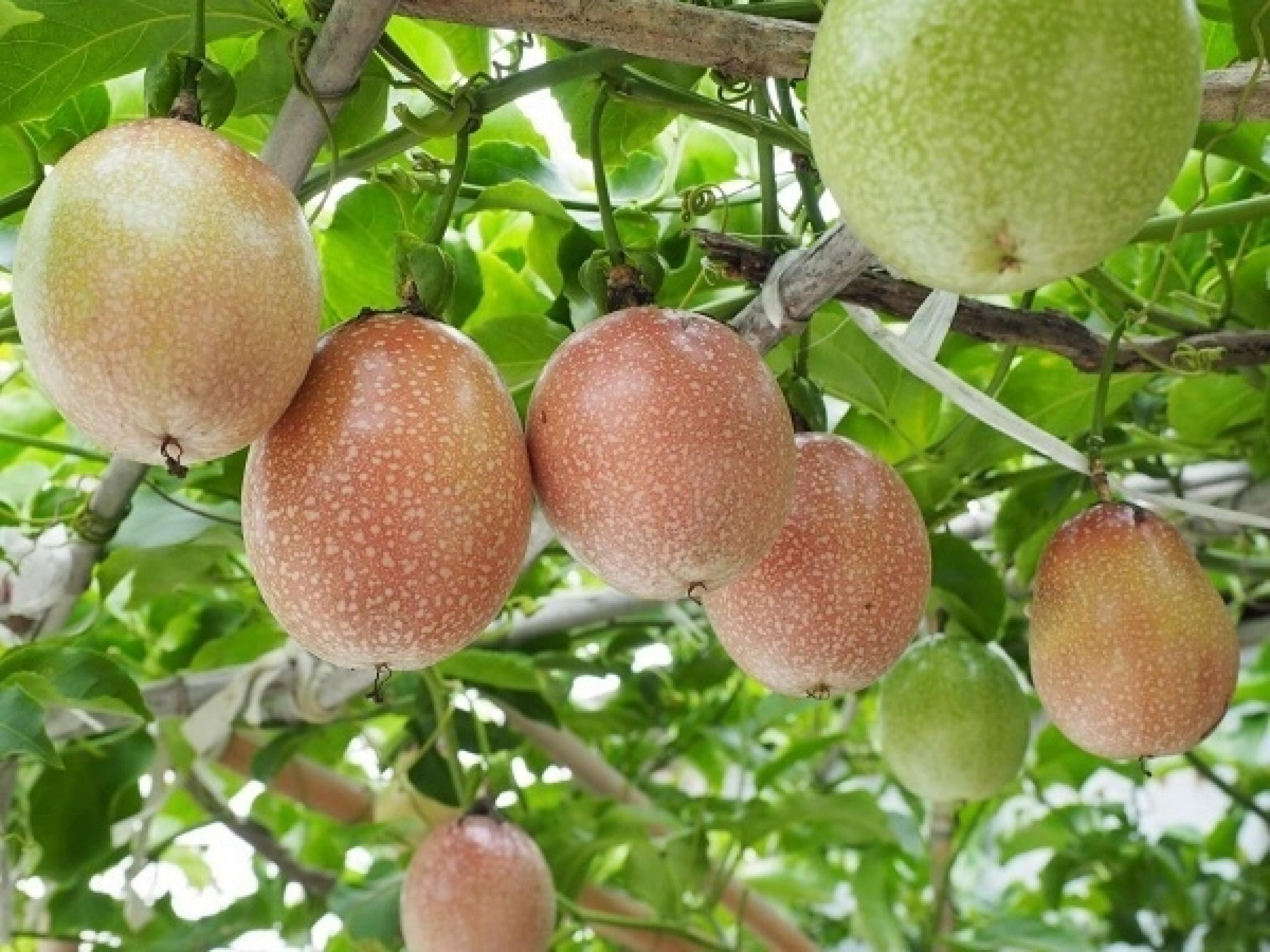 百香果药效顶10个苹果:止咳化痰,降低血压,活血等功效,但百利却有一害