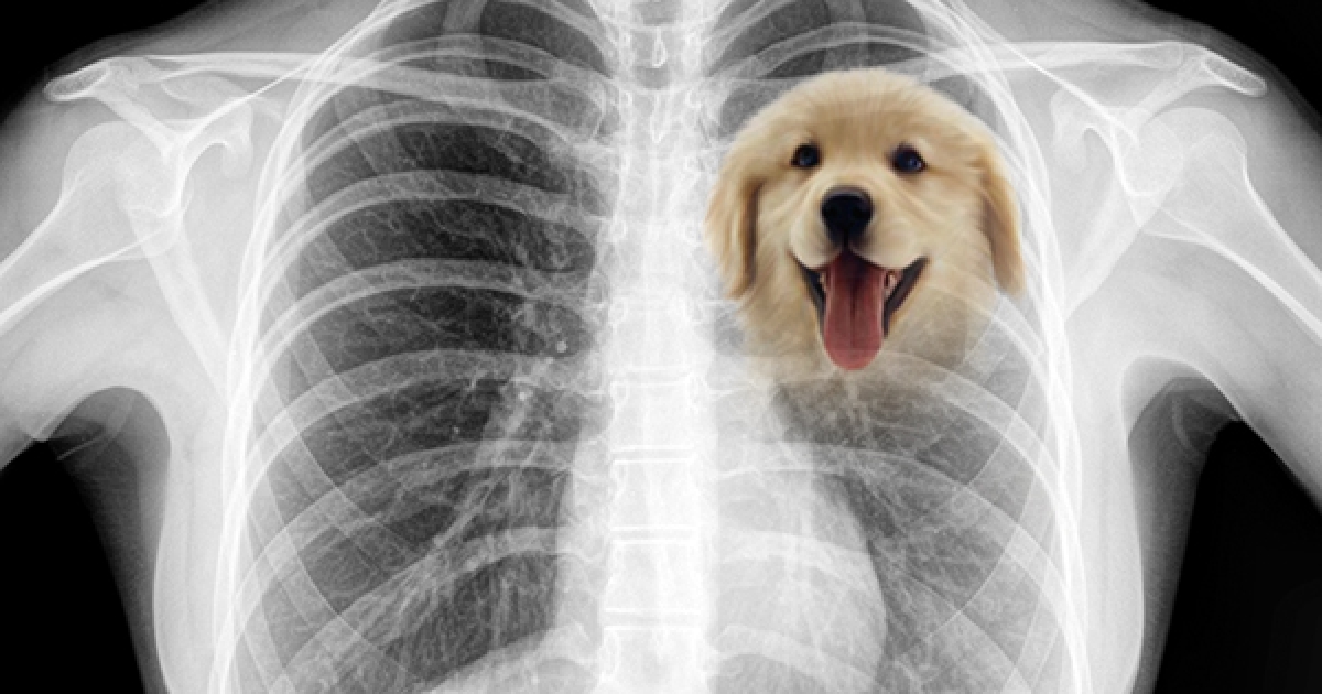 为何失去狗狗「会感到撕心裂肺」 科学家的解答让主人猛点头:没错