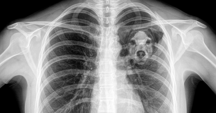 为何失去狗狗「会感到撕心裂肺」 科学家的解答让主人猛点头:没错