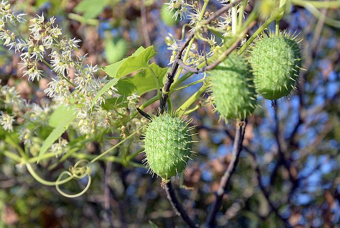 农村一种全身是刺「小野果」,5块一斤没人吃,殊不知是治病良药