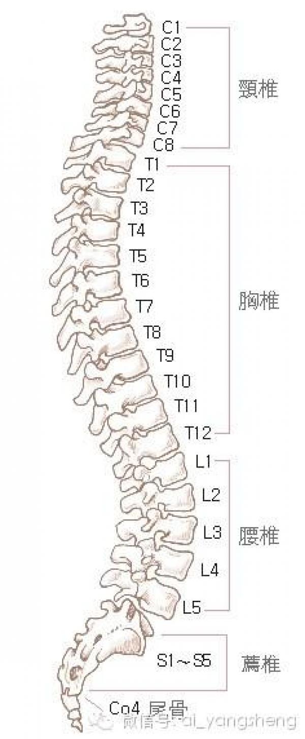 脊椎不好很痛苦