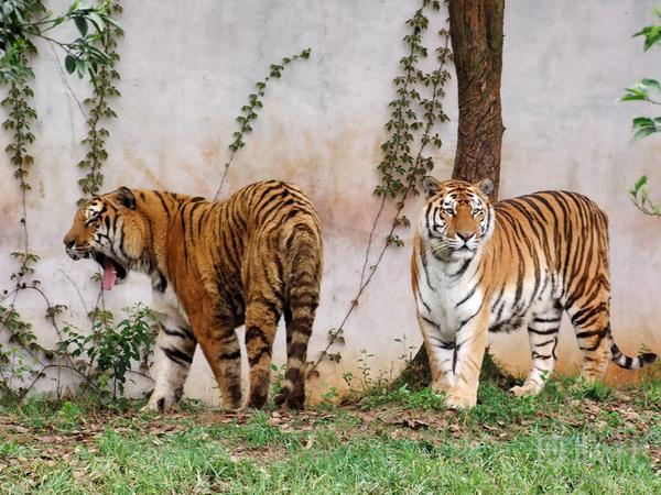 两只老虎, 一只在笼子里,一只在荒野中.