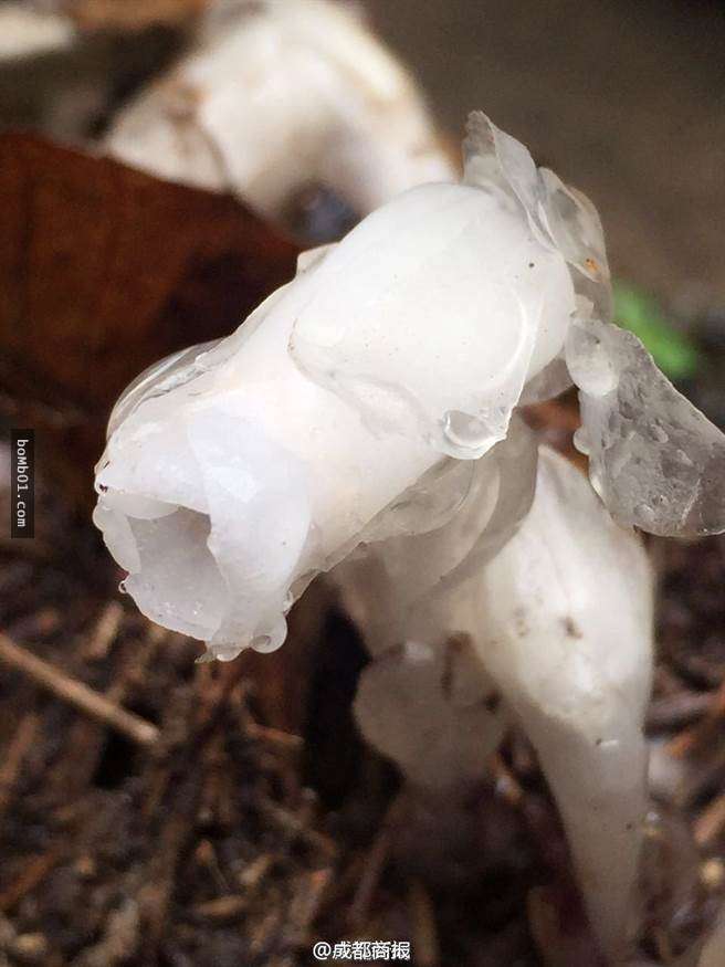 一名男子在野外发现了晶莹剔透的死亡之花,但在知道它的食物后却差点