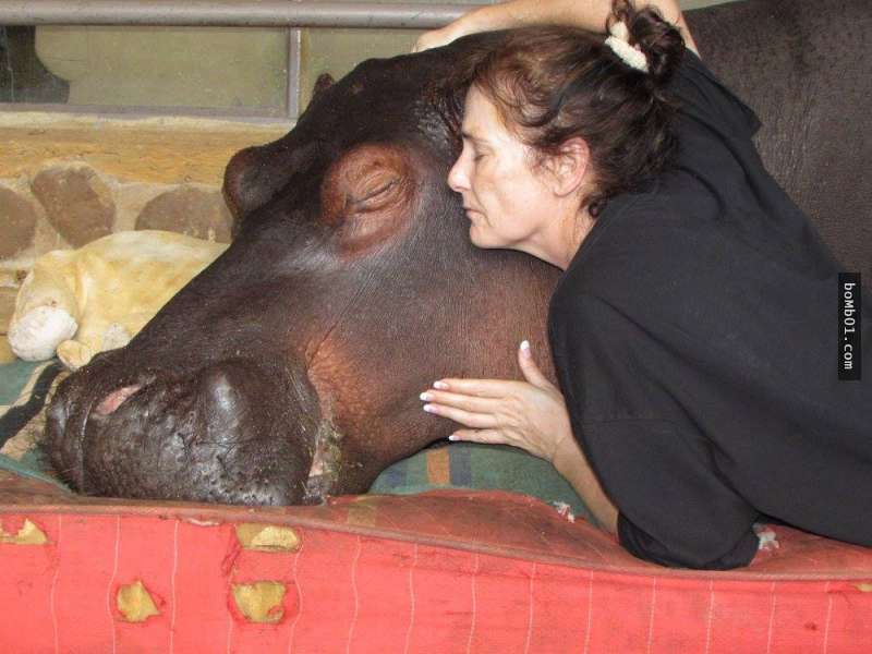 他们10年前拯救了这只河马并把它当女儿抚养长大,现在它看到下午茶