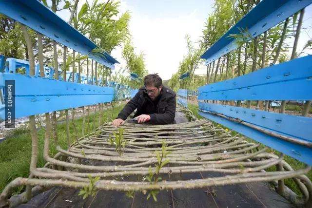 这个人的事业是「种椅子」听起来扯到不可置信,但10年后竟然一个可以