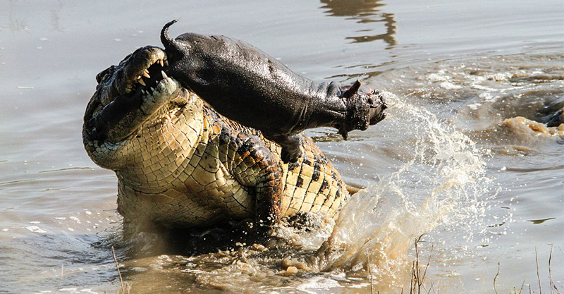 鳄鱼趁河马妈妈不在咬死小孩,妈妈回来看到这一幕当场爆气上演「河马