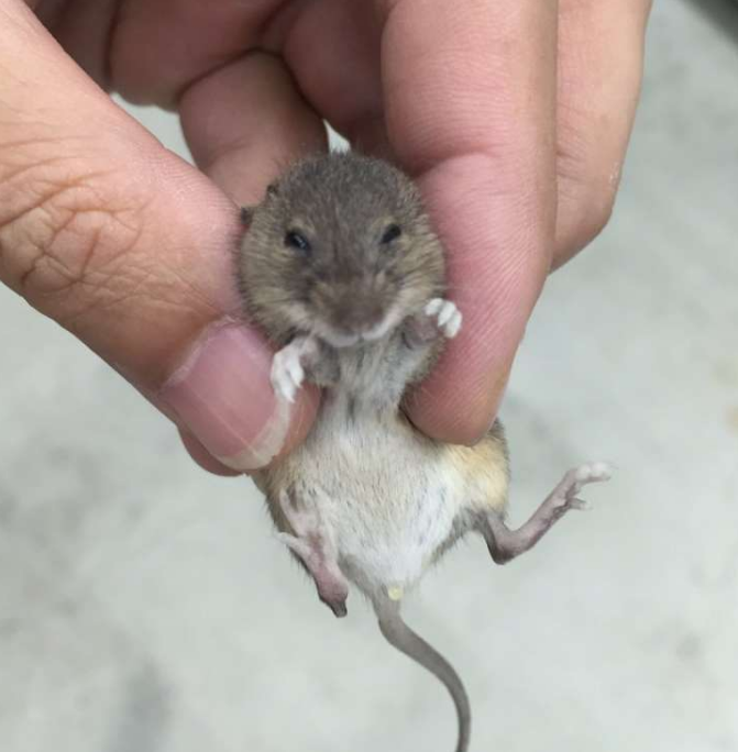 他逛街时「意外捡到」走失的迷你鼠,没想到好心归宠物店竟遭店员