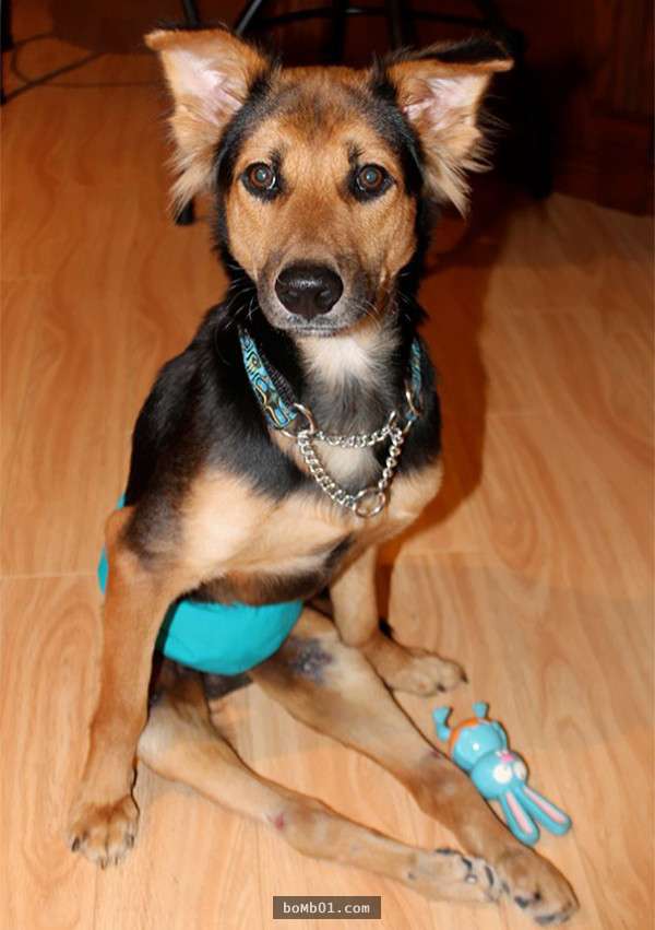 泰国这只半身瘫痪的流浪狗在当地完全没有人愿意照顾它,直到一名外国