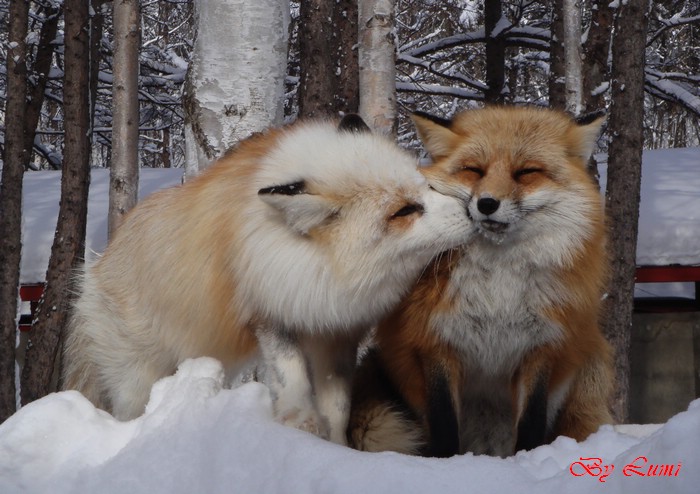 值得深思的小寓言:兔子夫妻爱情的悲剧,狐狸夫妻爱情的温暖.