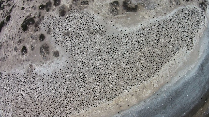 突然发现原本光秃秃的海滩冒出了一堆黑色的颗粒物,密密麻麻,远远看去