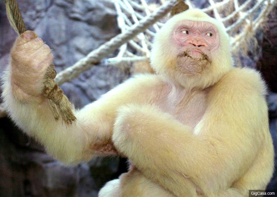 14张「可爱到把你心融化」的唐氏症动物萌照,#9白猩猩超特别!