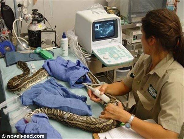 她饲养的蛇最近「喜欢缠著她睡,开始不吃食物」,带到医院检查,医生说