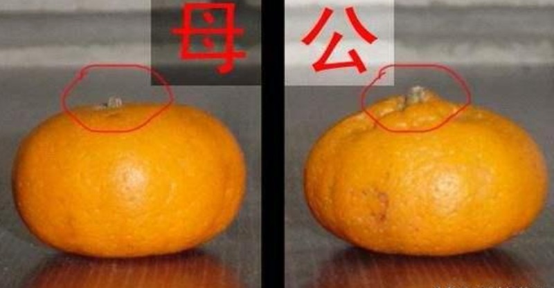 水果也分公母 ,你知道怎麼区分吗?