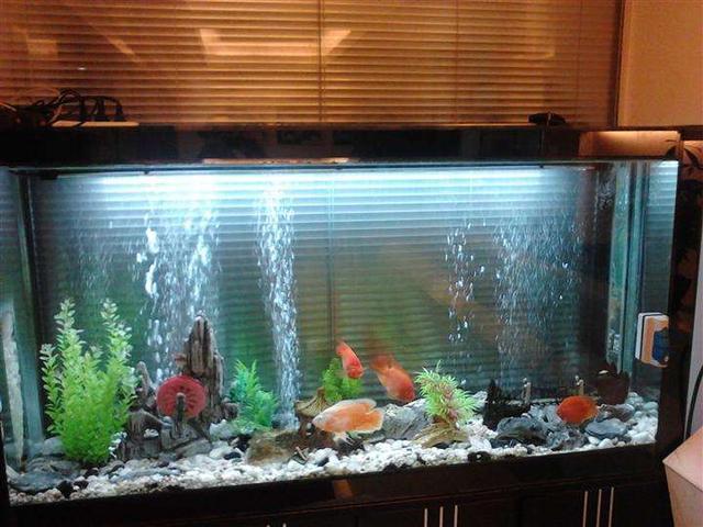 家里鱼缸长期不洗易长藻?别急著丢,「三个小妙招」轻松还你洁净鱼缸!