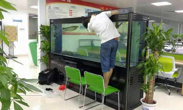 别急著丢,「三个小妙招」轻松还你洁净鱼缸!