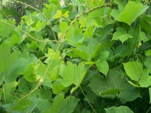 葛根,来源於豆科植物野葛或甘葛藤的根.