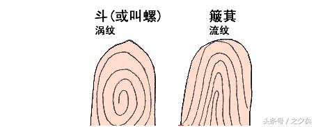 什麼是簸箕呢?斗就是圆形的指纹,或者叫做螺纹或者箩.